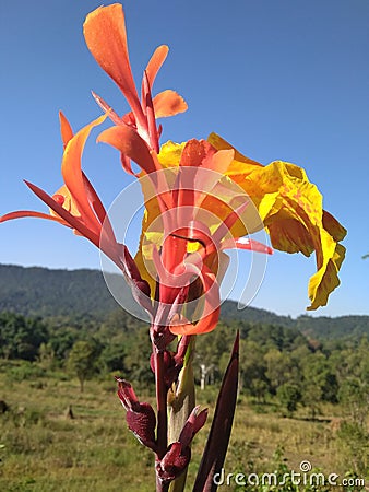 Awesome flowers background in rural area Stock Photo