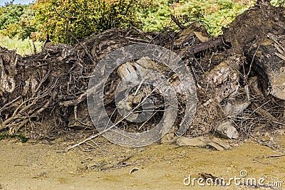 Awesome image of cut tree roots piled up with green trees background Stock Photo