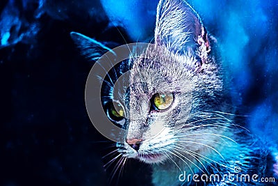 Awesome portrait of ash cat in blue outer space Stock Photo