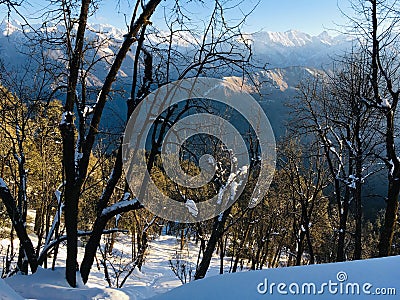 Awesome view of Mountains in between pine tree forest. Stock Photo