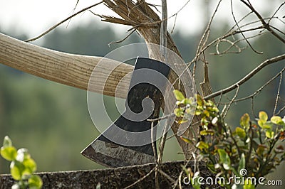 Axe stuck in tree stump in background of felled forest Stock Photo