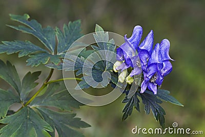 Axiliflorum monkshood flowers. Stock Photo