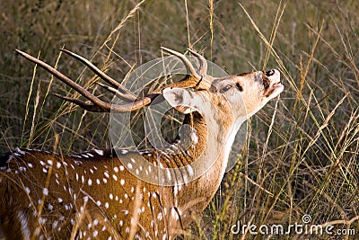 Axis Axis (Spotted Deer) Stock Photo