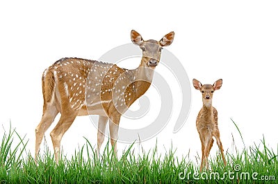 Axis deer Stock Photo