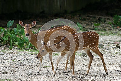 Axis Deer Stock Photo