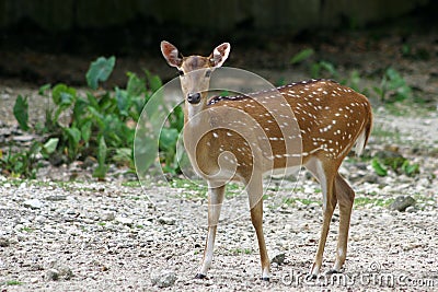 Axis Deer Stock Photo