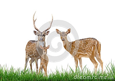 Axis deer family with green grass isolated Stock Photo