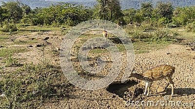 Axis spotted deer graze in the jungle. India. Sariska National Park. Stock Photo