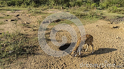 Axis spotted deer licks salty soil. Side view. Stock Photo