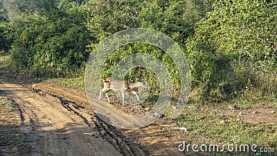 Axis spotted deer runs along the side of a dirt road. Stock Photo