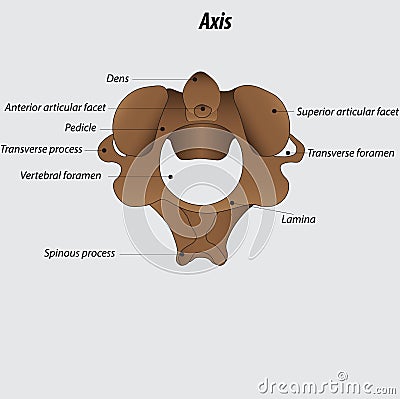 Axis vertebra labeled diagram vector illustration drawing Vector Illustration