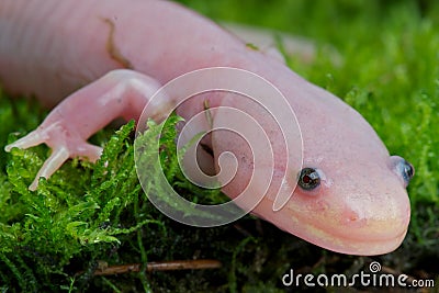 Axolotl Stock Photo