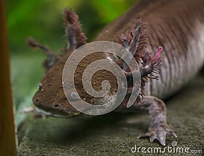 Axolotl Ambystoma mexicanum Stock Photo