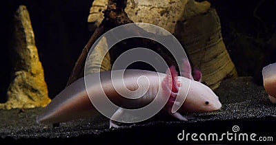 Axolotl Stock Footage Videos 69 Stock Videos Axolotl Stock Footage Videos 69 Stock Videos