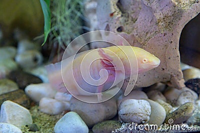 Axolotl on the aquarium Stock Photo