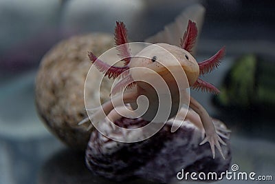 Axolotl aquarium, salamander, nature, tank Stock Photo
