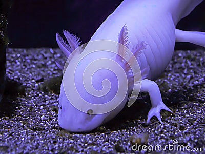 Axolotl Mexican salamander Aquarium aquatic white in blue water Stock Photo