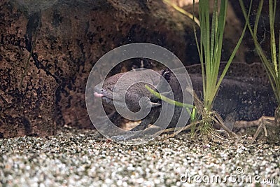 Axolotl mexican salamander portrait underwater Stock Photo