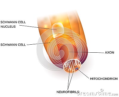 Axon and myelin sheath Vector Illustration