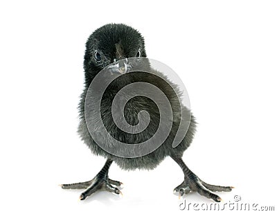 Ayam cemani chick Stock Photo