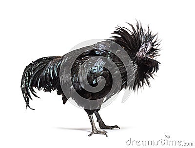 Ayam Cemani rooster ruffling its feathers, isolated Stock Photo