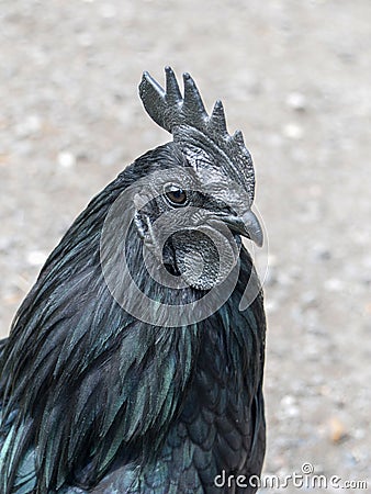 Ayam Cemani Cockerel Stock Photo