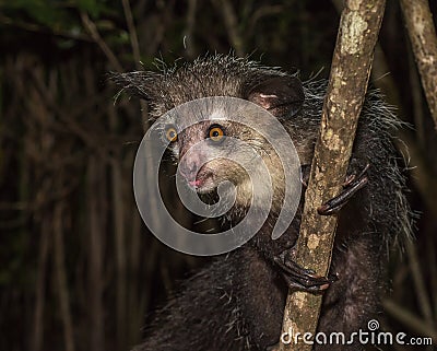 Aye-aye, nocturnal lemur of Madagascar Stock Photo