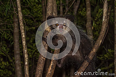 Aye-aye, nocturnal lemur of Madagascar Stock Photo