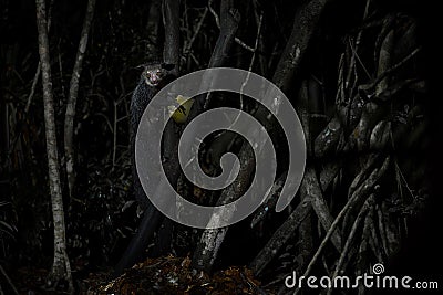 Aye-aye, Daubentonia madagascariensis, night animal in Madagascar. Rare endemic monkey lemur. Aye-aye nocturnal lemur monkey in Stock Photo