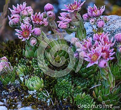 Aye-green Semperv vum background. Semperv vum, is a genus of flowering plants in the Tolstyanaceae family. Stock Photo