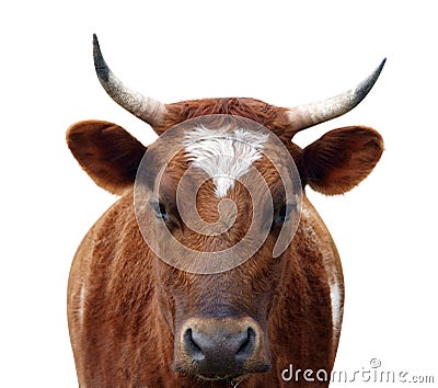 Ayrshire Cow with Horns Stock Photo