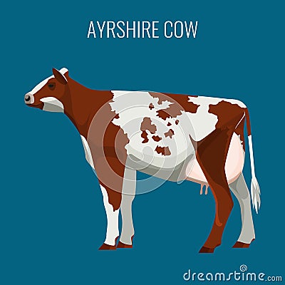Ayrshire cows isolated on white. Vector illustration of dairy cattle Vector Illustration