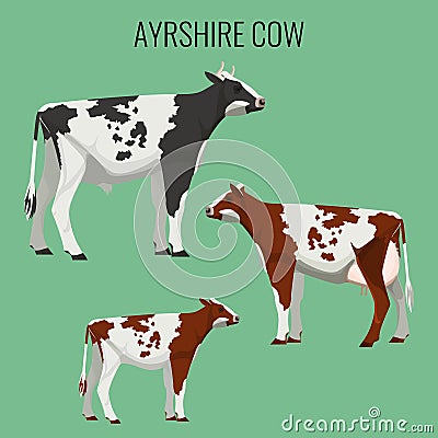 Ayrshire cows on white. Vector illustration of dairy cattle Vector Illustration