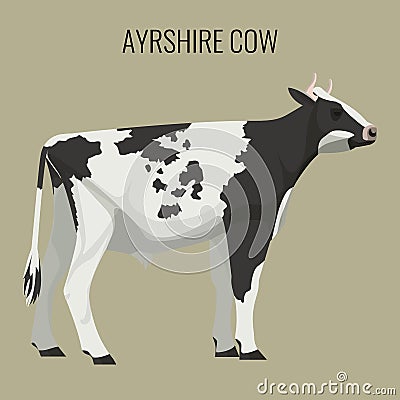 Ayrshire cows on white. Vector illustration of dairy cattle Vector Illustration