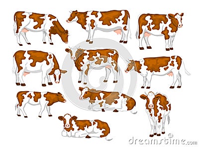 Ayrshire red and white patched coat breed cattles set. Stock Photo