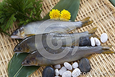 Ayu fish Stock Photo