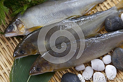 Ayu fish Stock Photo