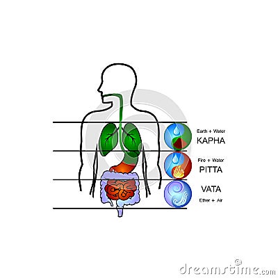 Ayurveda doshas: Vata, Pitta, Kapha and internal human organs. Flat vector icons. Vector Illustration