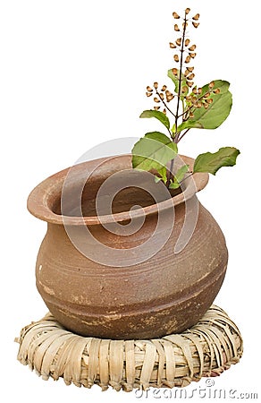 Ayurveda Holy Basil/tulasi in a clay pot Stock Photo