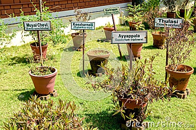 Ayurvedic herb garden Stock Photo