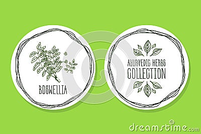 Ayurvedic Herb - Product Label wit Boswellia Vector Illustration