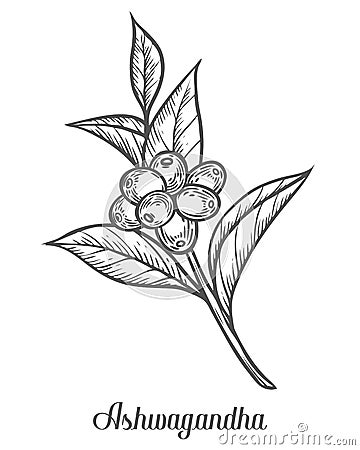 Ayurvedic Herb Withania somnifera, known as ashwagandha, Indian ginseng, poison gooseberry, or winter cherry. Hand drawn engraved Vector Illustration