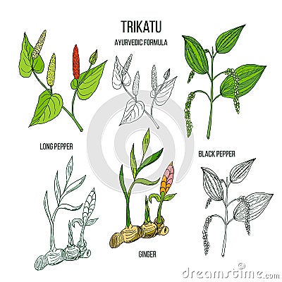 Ayurvedic herbal remedy formula Trikatu Vector Illustration