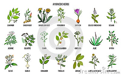 Ayurvedic herbs, natural botanical set Vector Illustration