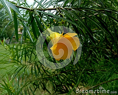 Ayurvedic medicinal herb kaner or Cascabela thevetia flower and leaves Stock Photo