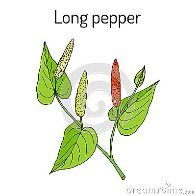 Ayurvedic plant Long pepper Piper longum , pippali. Vector Illustration