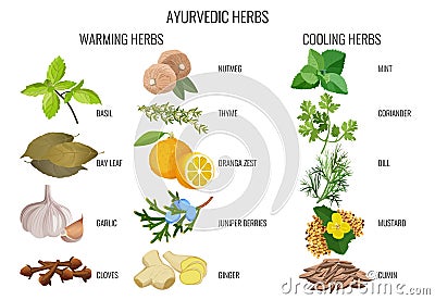 Ayurvedic warming and cooling herbs banner Vector Illustration