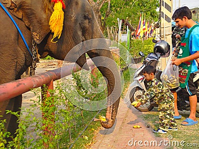 AYUTTHAYA THAILAND-28 FEBRUARY 2019:Ayutthaya Elephant Palace & Royal Kraal Father and son are feeding bananas that are bananas.on Editorial Stock Photo