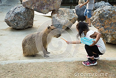 Capybara feed the carrot in the zoo in Sriayuthaya Lion Park , focus selective Editorial Stock Photo