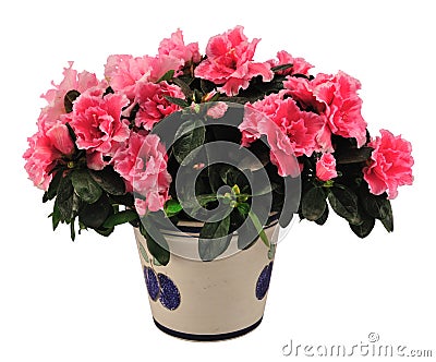 Azalea Stock Photo